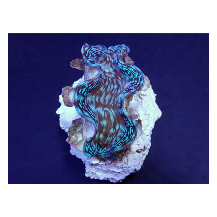 Tridacna Squamosa Premium