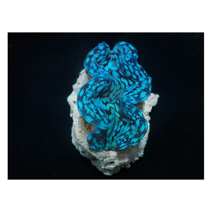 Tridacna Squamosa Premium