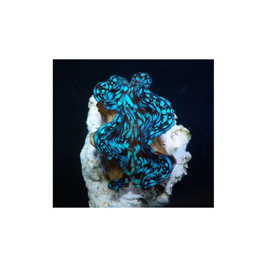 Tridacna Squamosa Premium