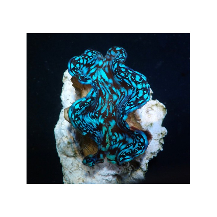 Tridacna Squamosa Premium