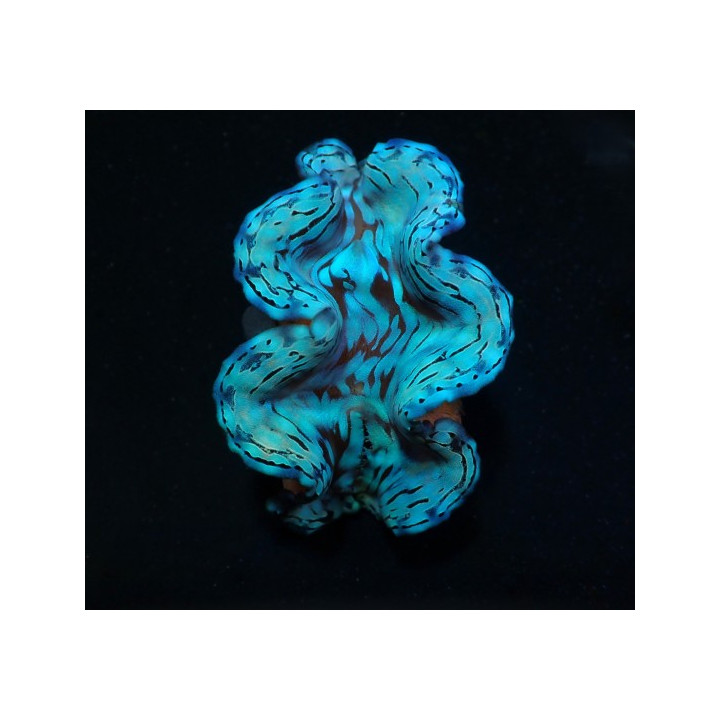 Tridacna Squamosa Premium