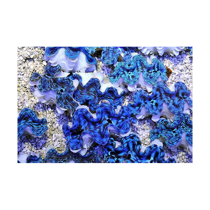 Tridacna Squamosa Premium