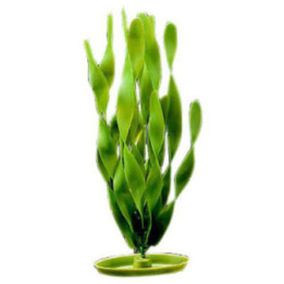 Muovikasvi jungle vallisneria 20cm - Marina