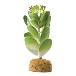 Exoterra mehikasvi aavikkokasvi 10.5x10.5x15CM -