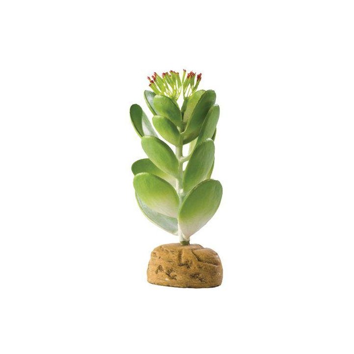 Exoterra mehikasvi aavikkokasvi 10.5x10.5x15CM -