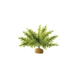 Exoterra saniainen pieni sademetsäkasvi 24x24x16CM -