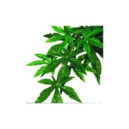 Exoterra abutilon M muovikasvi -