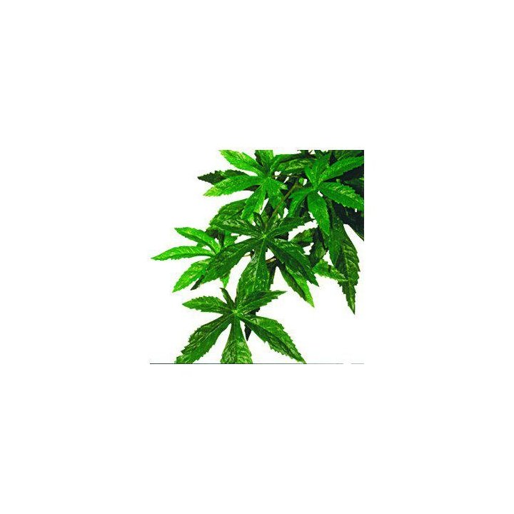 Exoterra abutilon M muovikasvi -