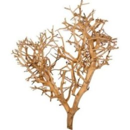 Aquadeco coral tree pieni 10-20CM -
