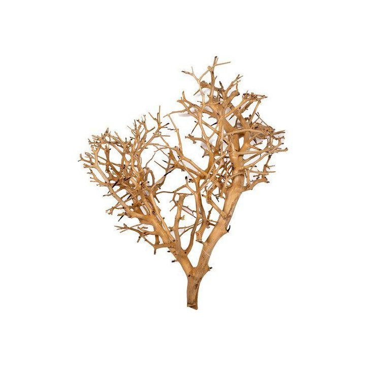 Aquadeco coral tree pieni 10-20CM -