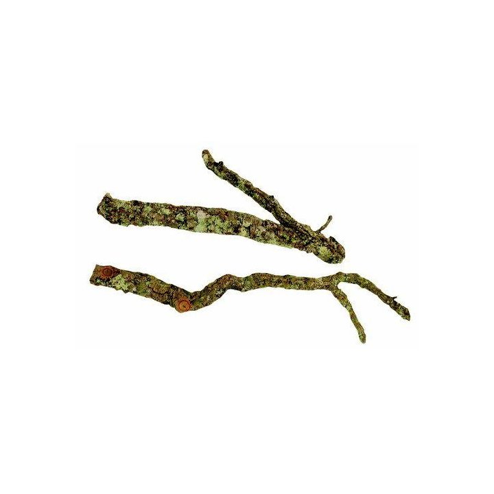 Aquadeco cork tronchos max 60CM -