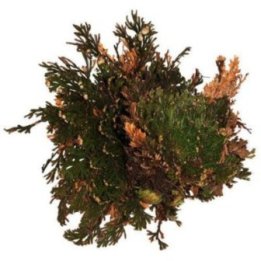 Lucky Reptile Rose of Jericho – Aito aavikkokasvi (Jerikonruusu) terraarioon
