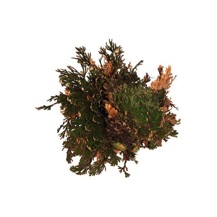 Lucky Reptile Rose of Jericho – Aito aavikkokasvi (Jerikonruusu) terraarioon