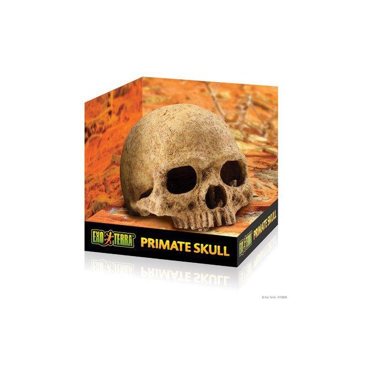 Exoterra luola pääkallo -