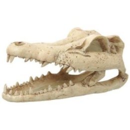 Repti Planet pieni crocodile skull 13,8x6,8x6,5CM - Repti Planet