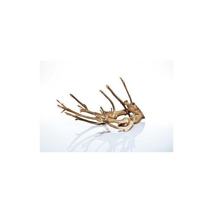 Aquadeco talawa puu 80 - 100CM -