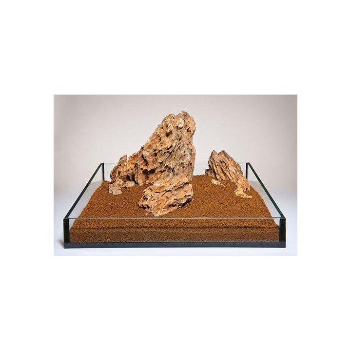 Aquadeco dragon kivi 10kpl 2.3-2.7KG -