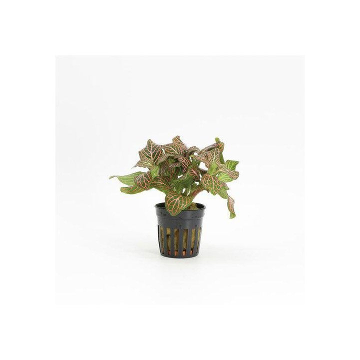 R.M fittonia red ruukku -