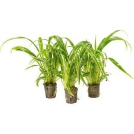 Af chlorophytum bichettii 5CM ruukku yellow -