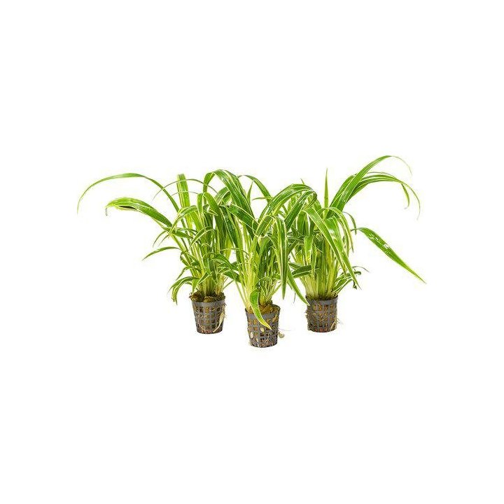 Af chlorophytum bichettii 5CM ruukku yellow -