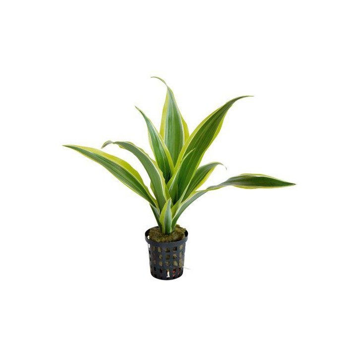 Af dracena sanderiana yellow 5CM ruukku oranssi -
