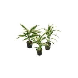 Af dracena sanderiana valkoinen 5CM ruukku oranssi -