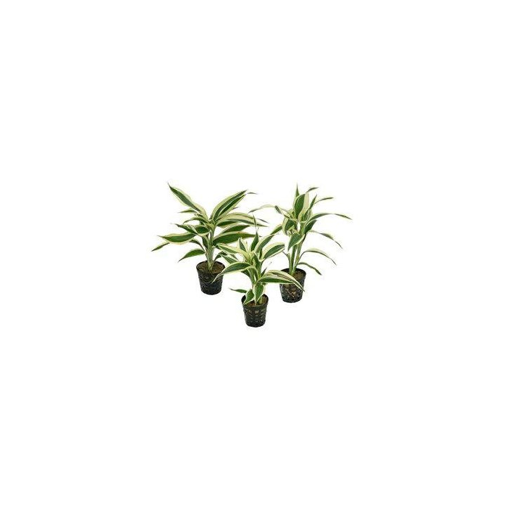 Af dracena sanderiana valkoinen 5CM ruukku oranssi -