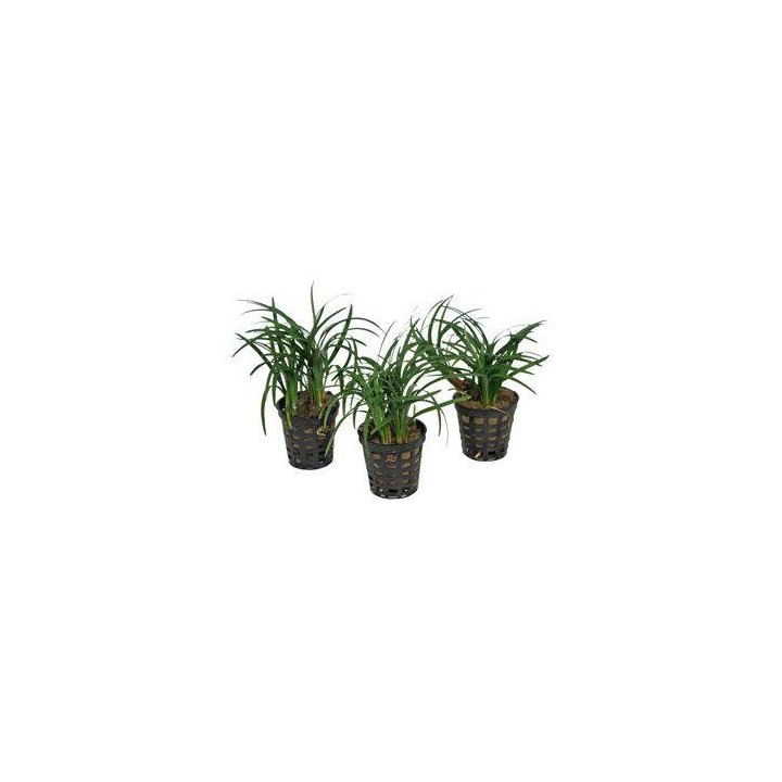 Af ophiopogon kyoto5CM ruukku oranssi -