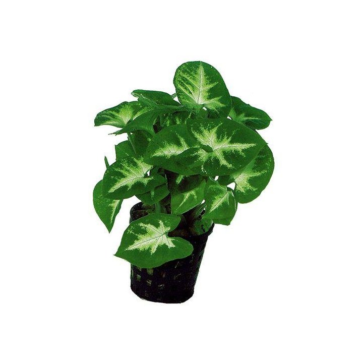 Af syngonium pixii5CM ruukku vihreä -