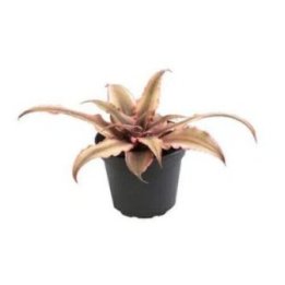 Cryptanthus bivittatus 6CM ruukku -