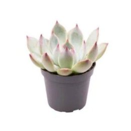 Echivera parva 6CM ruukku -