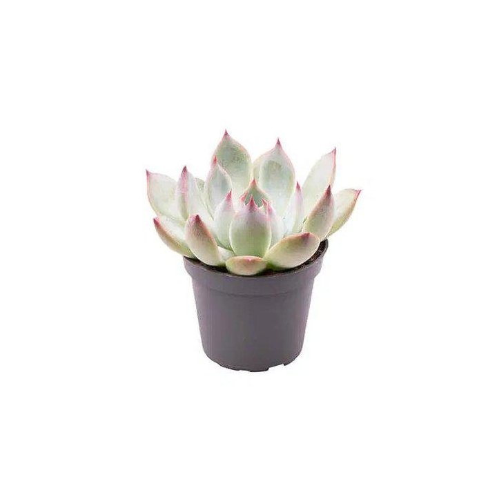 Echivera parva 6CM ruukku -