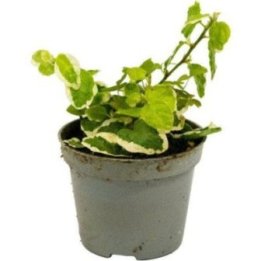 Ficus pumila 'variegata' 'vihreä/valkoinen' 6cmpot -