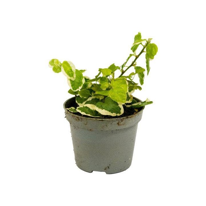 Ficus pumila 'variegata' 'vihreä/valkoinen' 6cmpot -