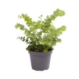 Adiantum 'fritz luthi' 6CM ruukku -