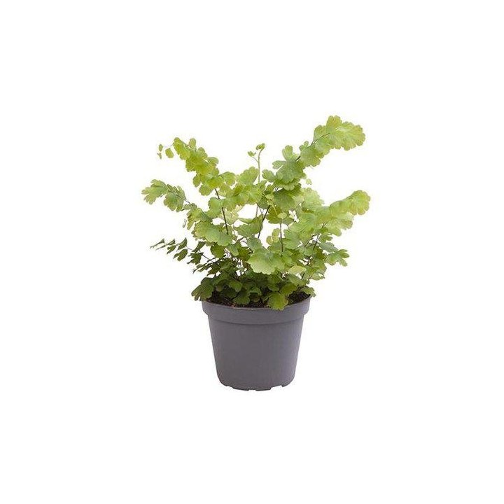 Adiantum 'fritz luthi' 6CM ruukku -