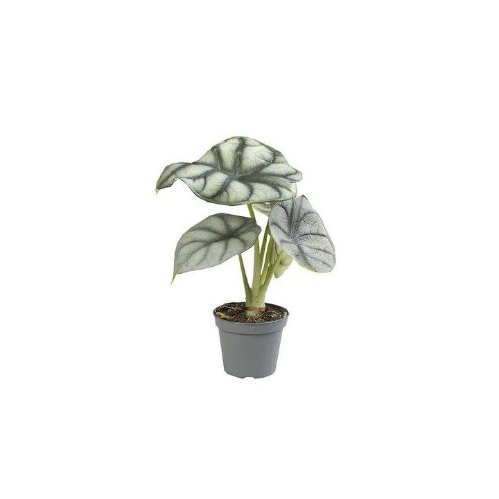 Alocasia silver dragon 6CM ruukku -