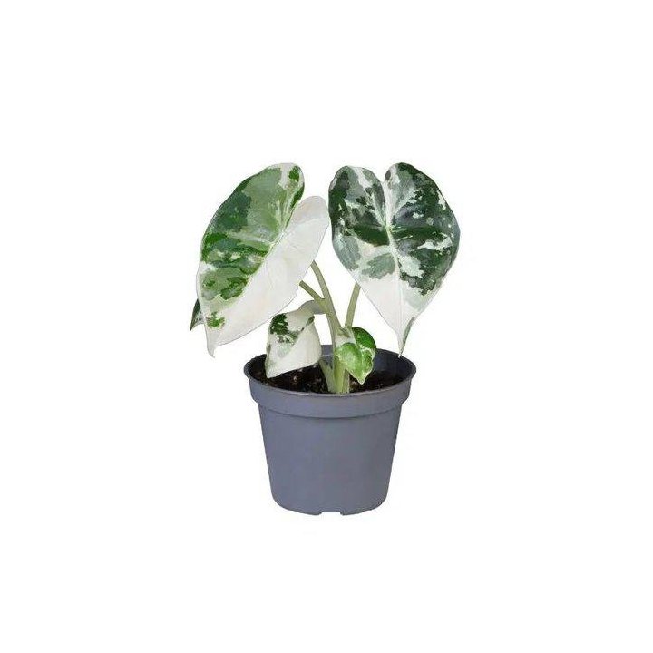 Alocasia frydek veriegata 6CM ruukku -