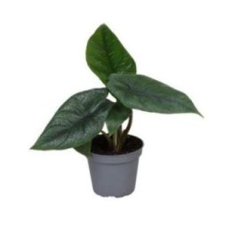 Alocasia scalprum 6CM ruukku -
