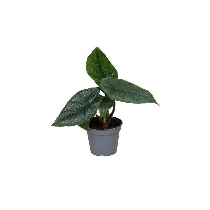 Alocasia scalprum 6CM ruukku -
