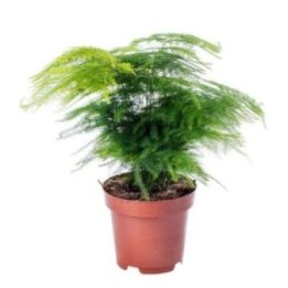 Asparagus plumosus6CM ruukku -