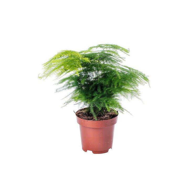 Asparagus plumosus6CM ruukku -