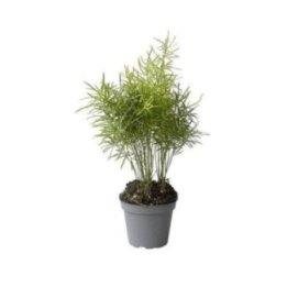 Asparagus den. sprengeri -