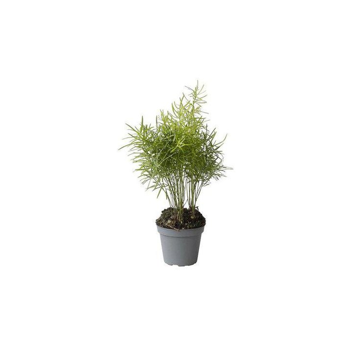 Asparagus den. sprengeri -