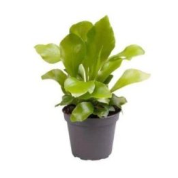 Asplenium nidus 6cmpot -