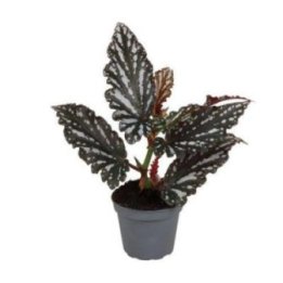 Begonia wing ruby 6CM ruukku -