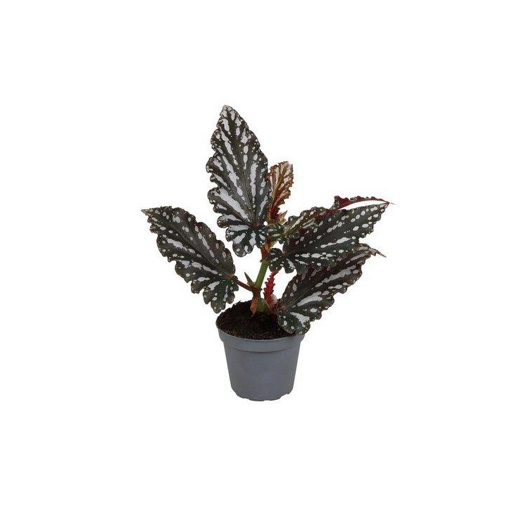 Begonia wing ruby 6CM ruukku -