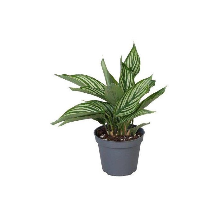 Calanthea vittata 6CM ruukku -