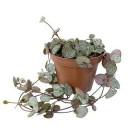 Ceropegia woodii6CM ruukku -