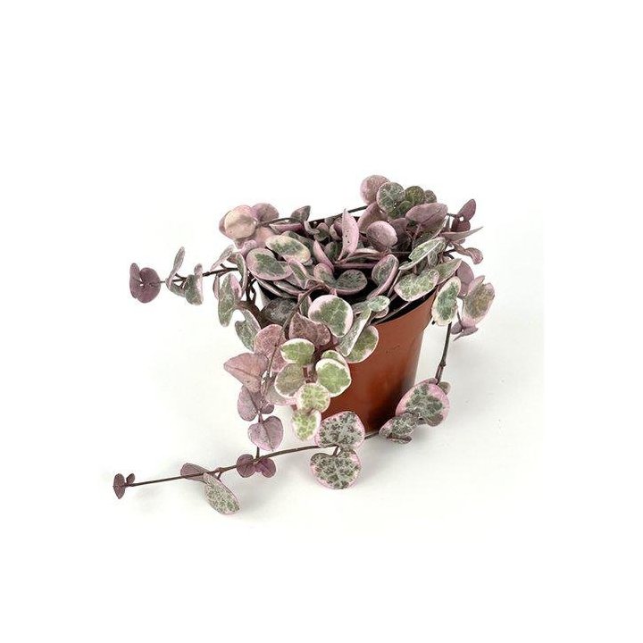 Ceropegia woodii varigata 6CM ruukku -